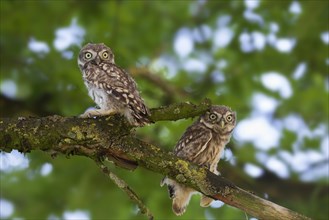 Two little owls