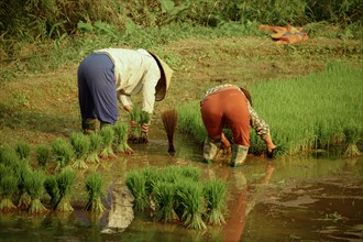 Two Vietnamese farmers planting rice seedlings in the paddy