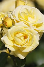 Yellow flowering rose variety Debuet