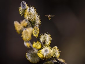 Bees gather nectar on willow catkins in the first warm rays of sunshine