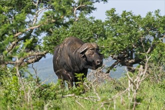 African Cape buffalo