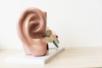 Model of a human ear against a neutral background