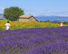Women in the lavender and sunflower field on the Palteau de Valensole