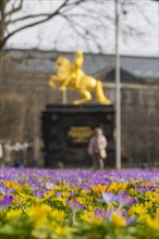 Thousands of crocuses and winter roses are in bloom around the Golden Rider at Neustaedter Markt and are a popular photo motif