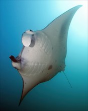 Backlight image of underside of giant manta ray