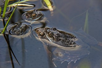 European common brown frogs