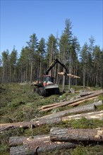 Logging industry showing timber