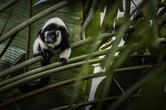 Black and white collar lemur