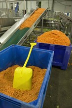 Carrots julienne in containers at food factory