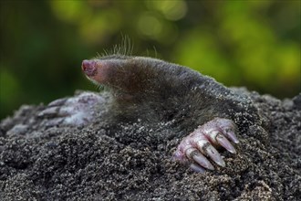 Close up of European mole