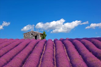 Lavender field with sheepfold in Sault