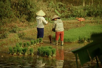 Two Vietnamese farmers planting rice seedlings in the paddy