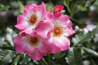 Rose Sorte Dolomiti