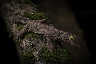Blkatt-tailed gecko