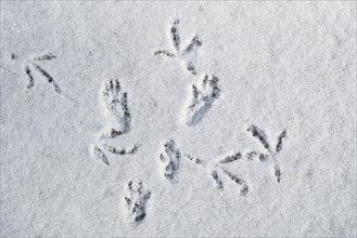 Close-up of bird footprints and tracks showing paw pads from red squirrel