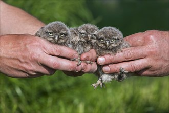 Bird ringer holding three ringed Little Owl