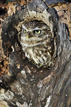 Close up of nesting Little owl