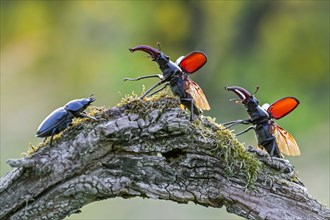 European stag beetles
