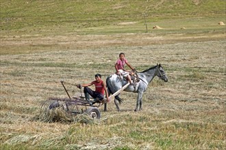 Two young Kyrgyz boys working with horse drawn hay rake in field