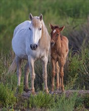 White mare with brown foal
