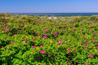 Beach rose blossom in the dunes