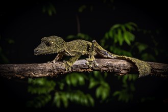 New description Leaf-tailed gecko