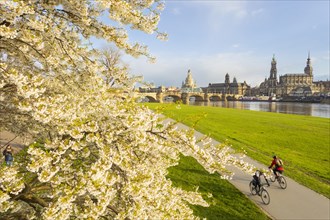 The blossoming cherry trees on the Neustaedter Elbufer in Dresden