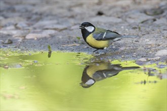 Great tit