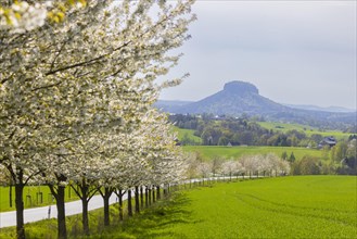 Cherry avenue on the Adamsberg with a view of the Koenigstein Fortress and the Lilienstein