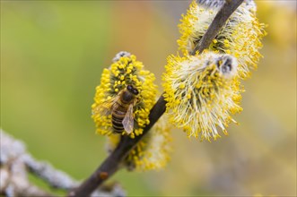 Bees gather nectar on willow catkins in the first warm rays of sunshine