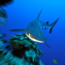 Dynamic photo of large grey reef shark