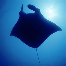 Giant ray manta ray