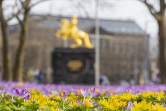 Thousands of crocuses and winter roses are in bloom around the Golden Rider at Neustaedter Markt and are a popular photo motif