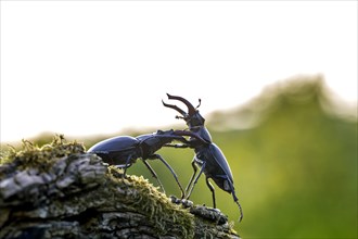 Two European stag beetle