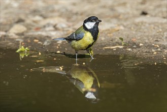 Great tit