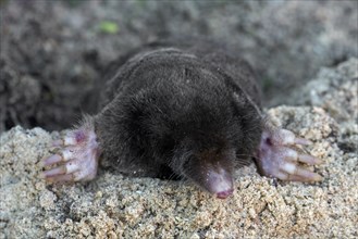 European mole