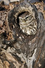 Close up of nesting Little owl