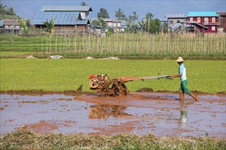 Burmese farmer ploughing rice field with mechanical plough