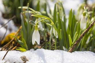 Snowdrops are the first harbingers of spring and are also pushing through the snow