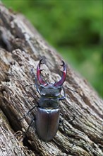 European stag beetle