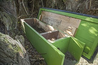 Opened nestbox for Little Owl