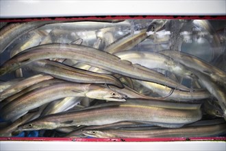 Japanese eels