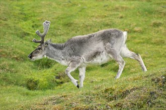 Moulting reindeer