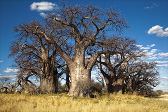 Group of trees with very old african baobab