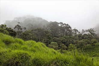 Cloud Forests of Mindo