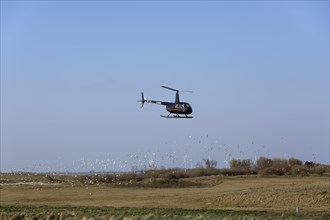Disturbance by a helicopter over the island of Minsener Oog