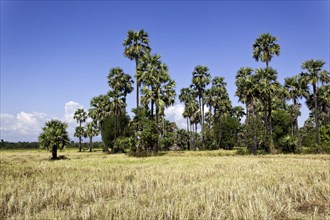 Rice fields and sugar palms
