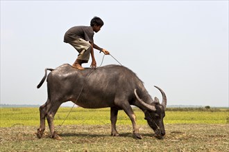 Boy riding standing water buffalo