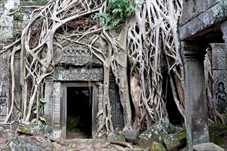 Wrapped Angkor Ta Prohm