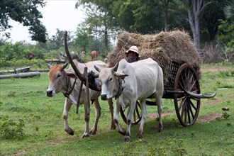 Oxcart